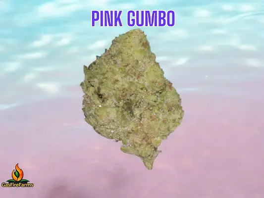 Pink Gumbo